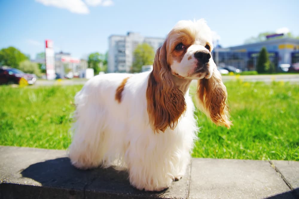 Brown and white Cocker Spaniel outside in a cty