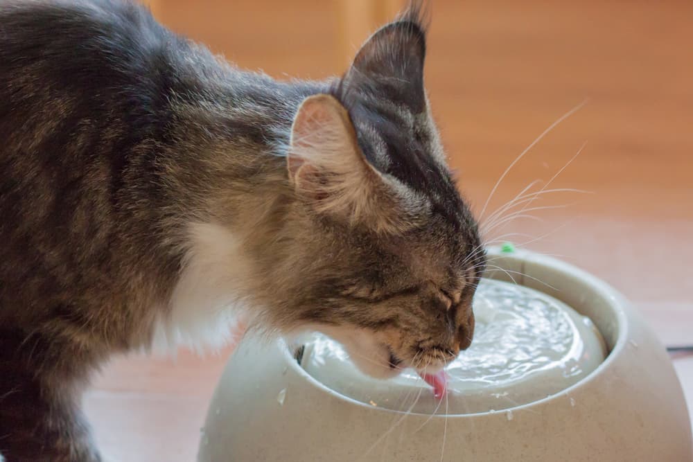 Cat drinking water