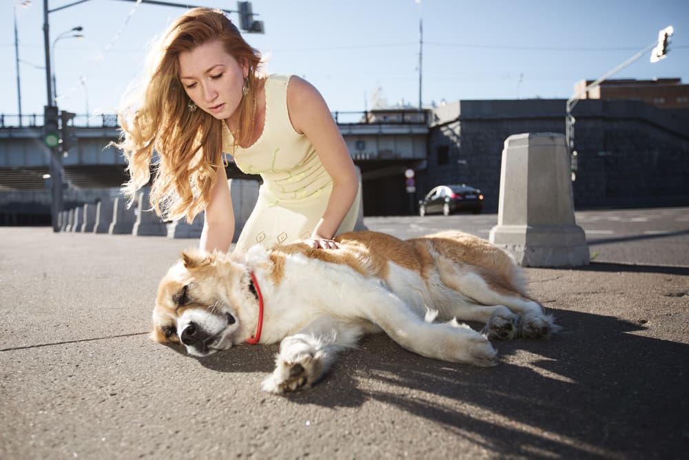 Woman by dog who fainted
