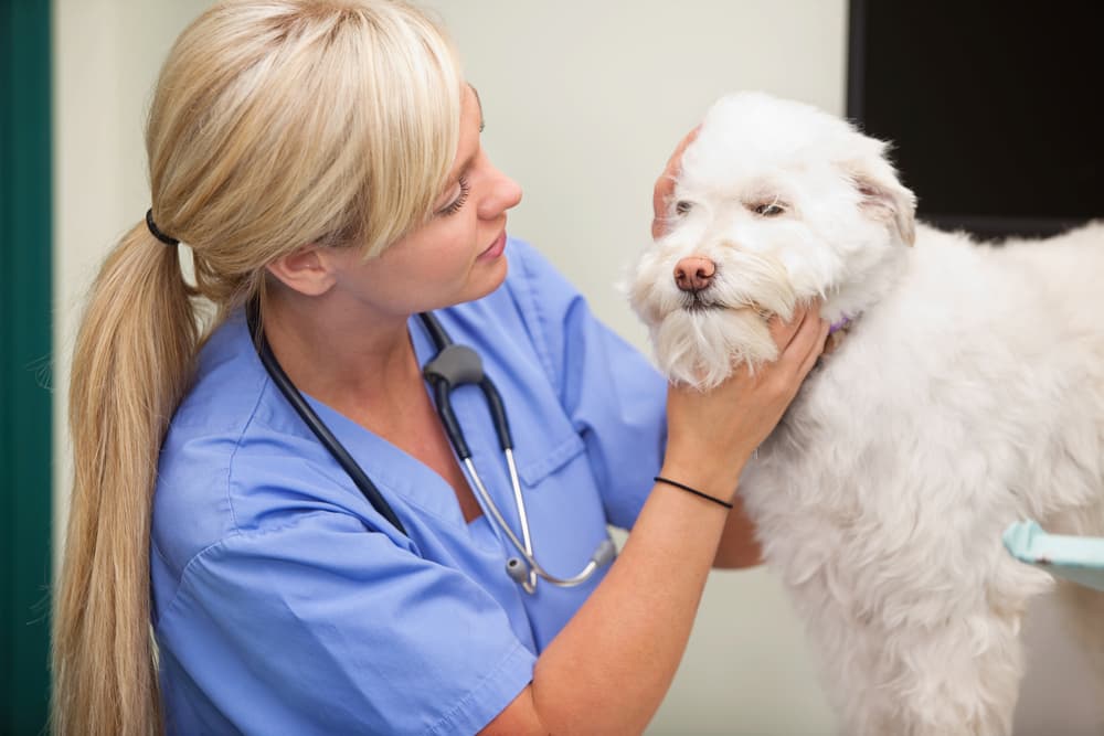 Veterinarian examines dog