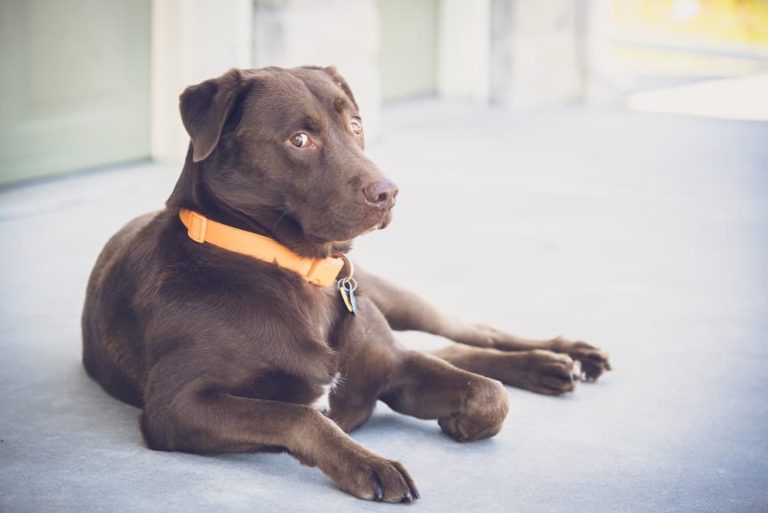 dog knuckling with one paw
