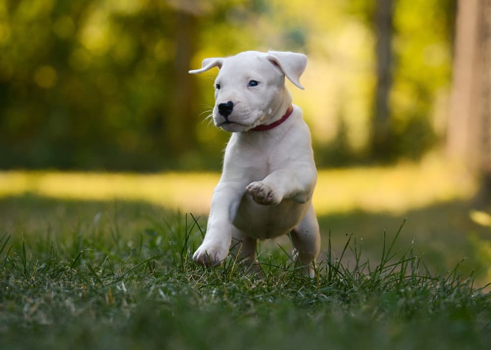 Dogo Argentino puppy playing in the grass