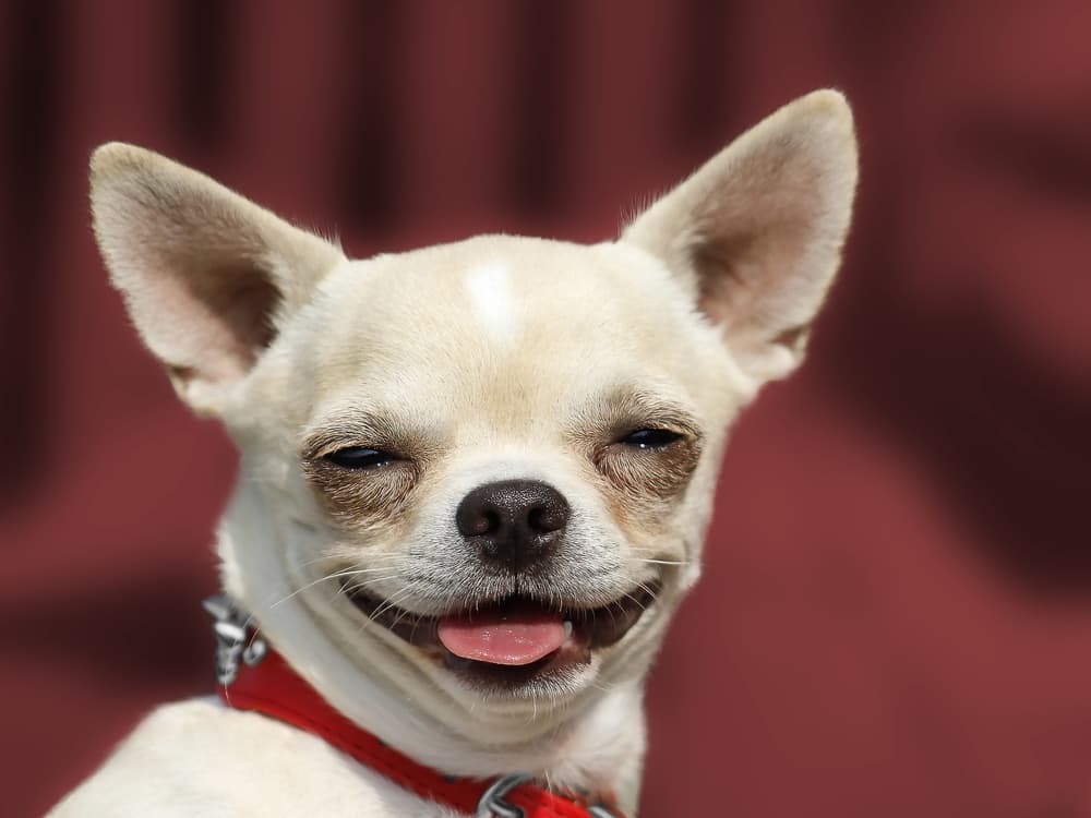 Chihuahua looking at the camera with a funny face