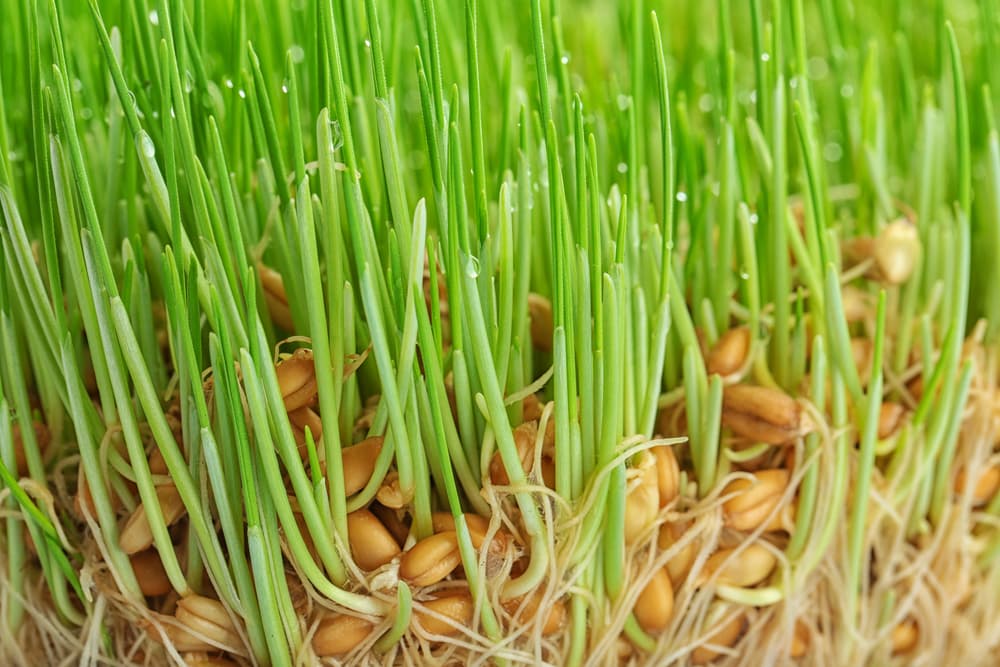 Wheatgrass sprouting