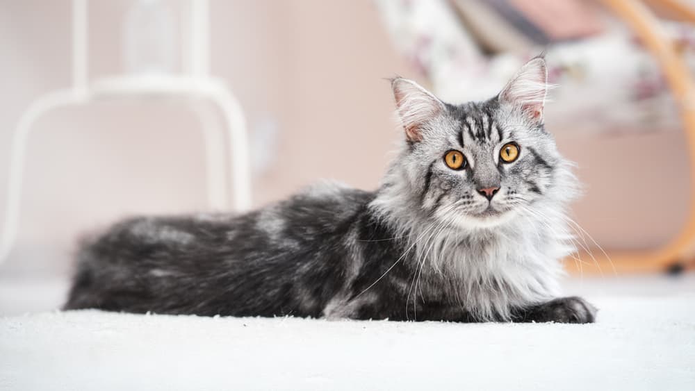 Maine Coon cat on bed