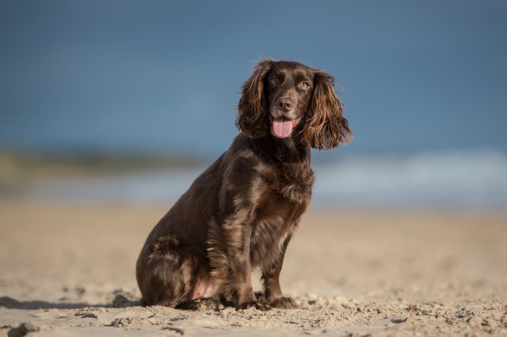 Brown Cocker Spaniel at the beach