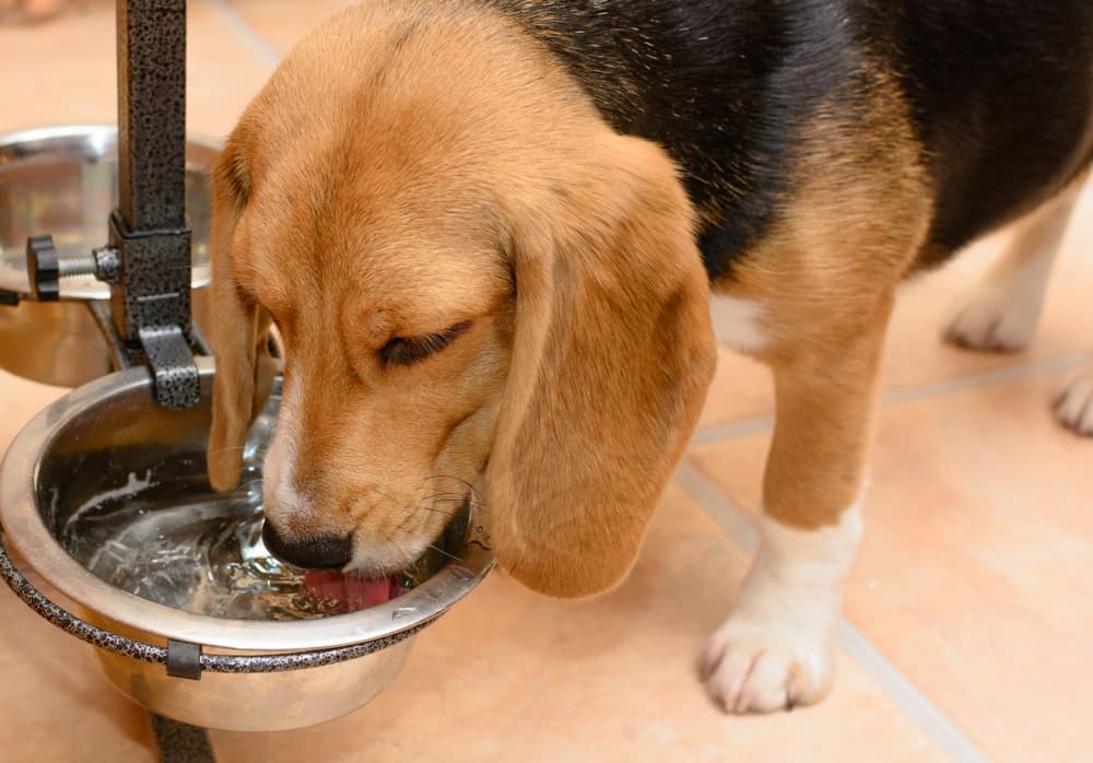 Beagle drinking from water bowl