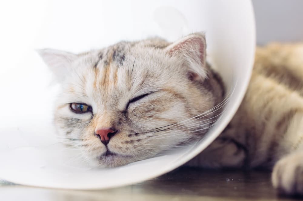 cat recovering from surgery
