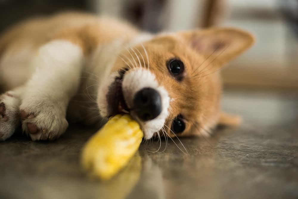 Dog laying down chewing on corn
