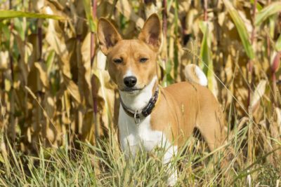 Can Dogs Have Corn?