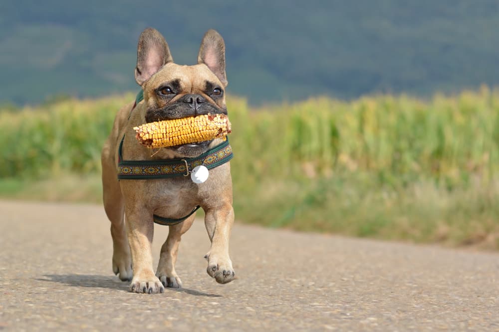 Dog walking with corn cob on the street