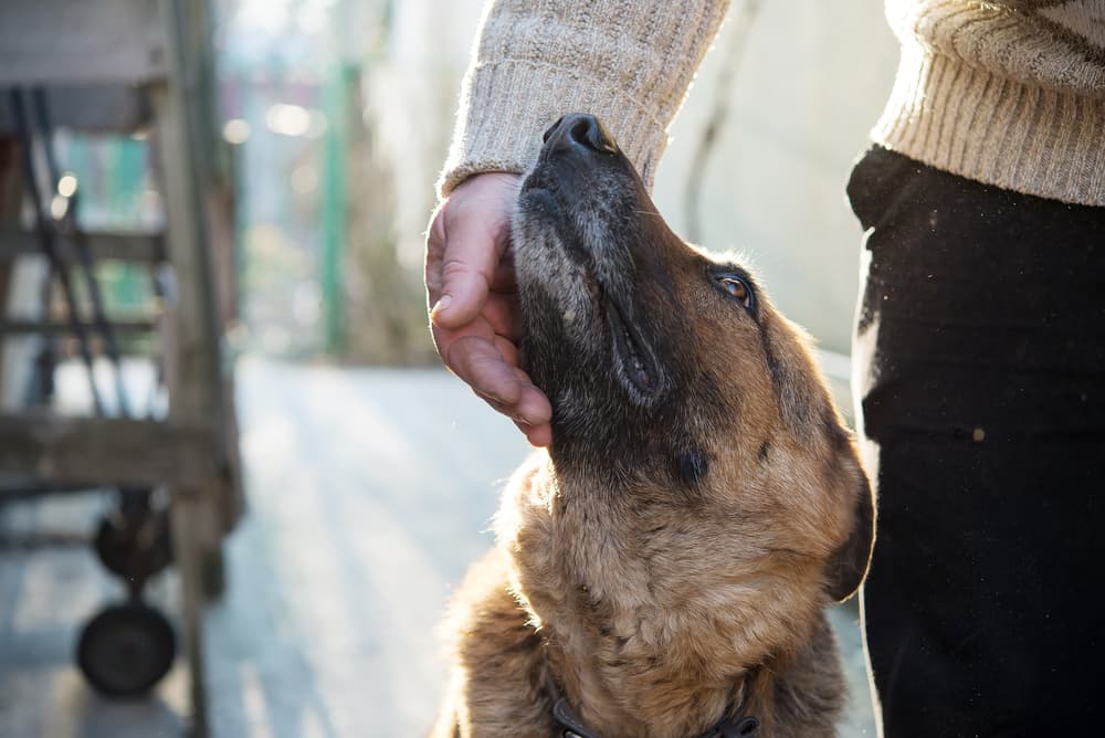 Dog looking up to owner