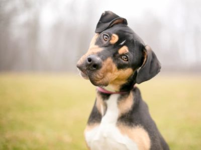 Why Do Dogs Tilt Their Heads? Why Do Dogs Tilt Their Heads?