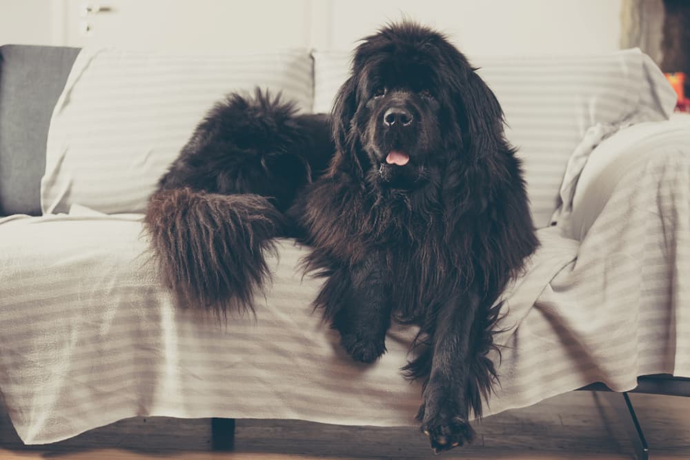 Newfoundland dog on bed