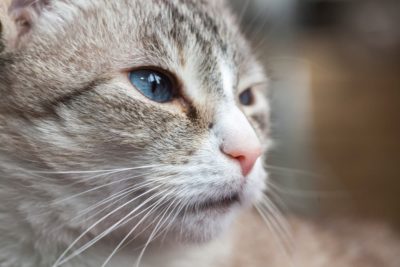 210 Powerful Female Cat Names for Fierce Felines