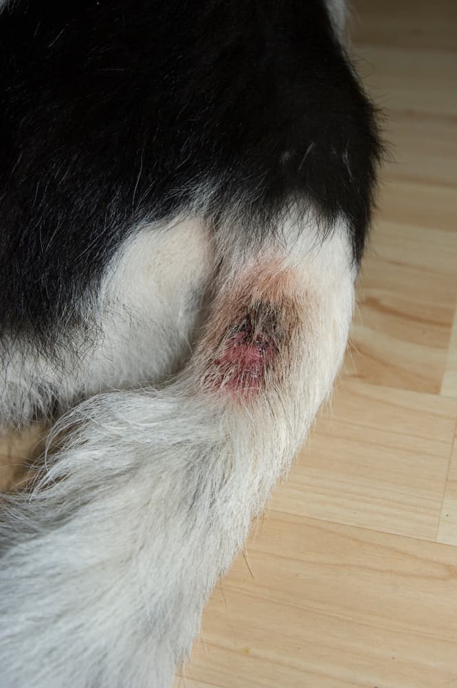 Hot spot on dog's tail