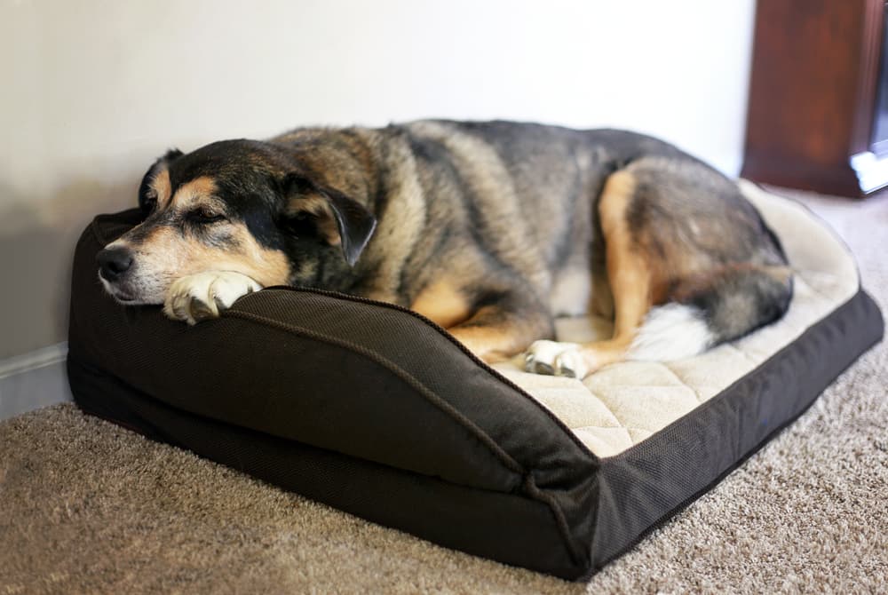 Dog lying on orthopedic bed