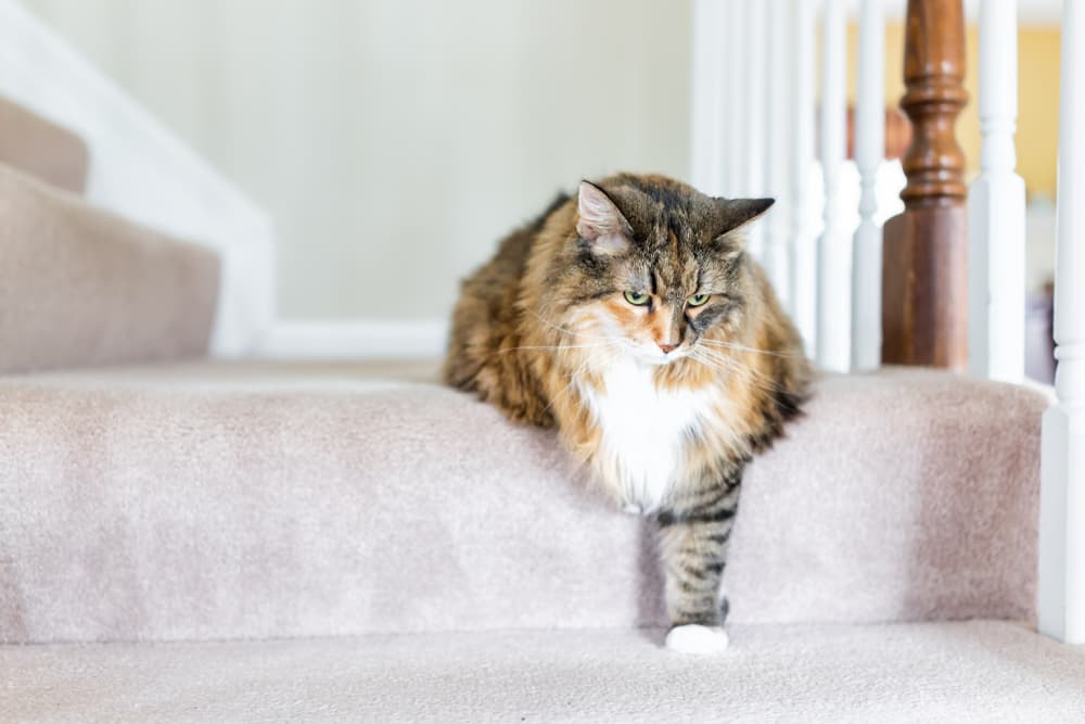 Cat going down stairs