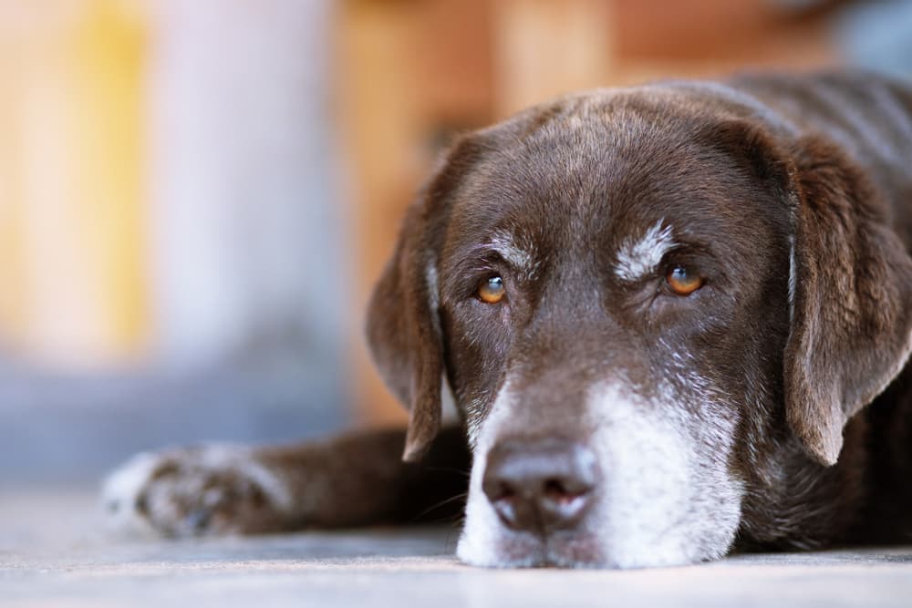 Senior dog not enjoying quality of life