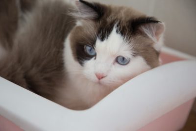 Blood in Cat Stool: 11 Common Causes