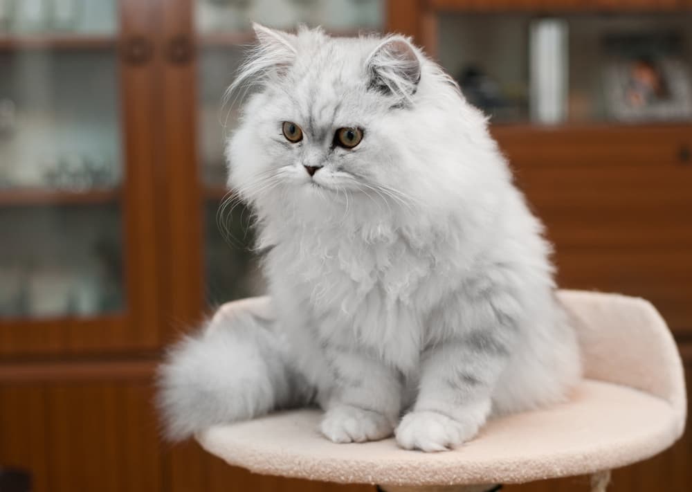 White Persian cat