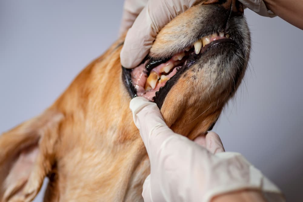 Vet checking dog's mouth