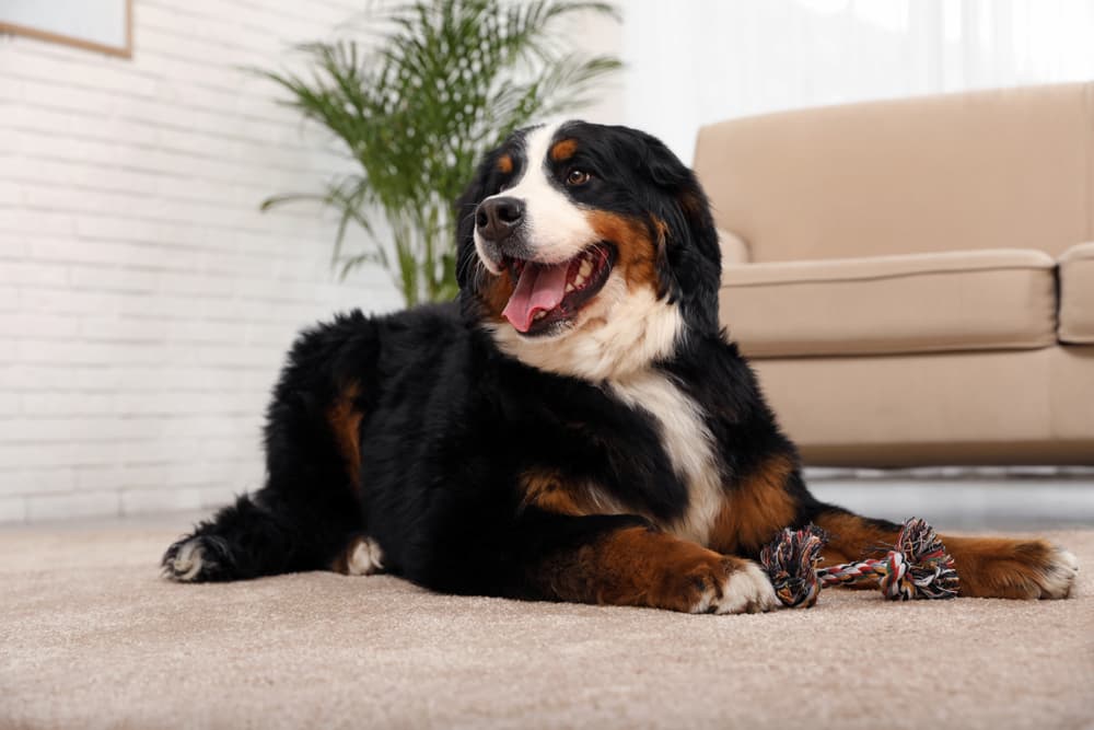 Bernese Mountain Dog