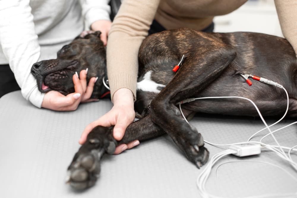 Dog getting electrocardiogram