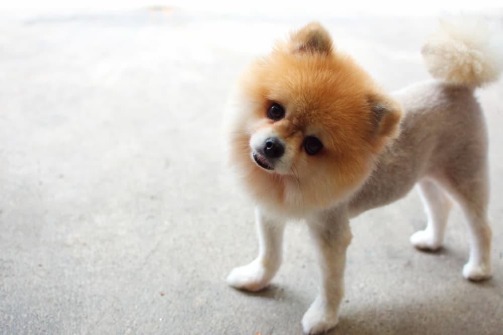 Pomeranian dog tilting head