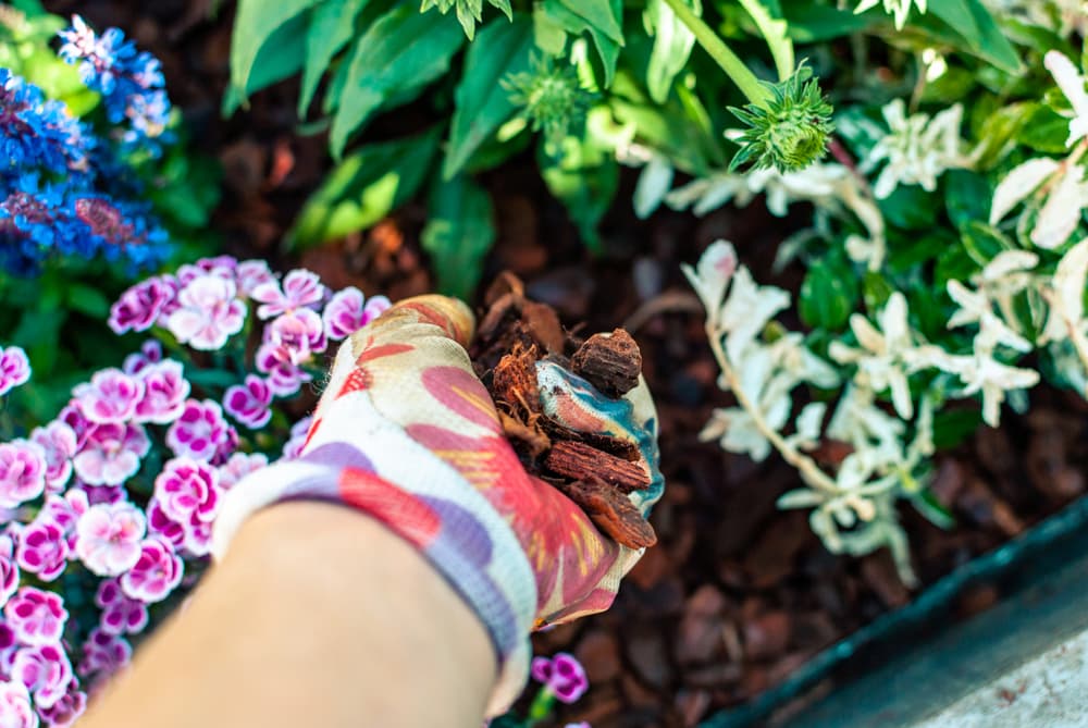 Woman mulching the garden