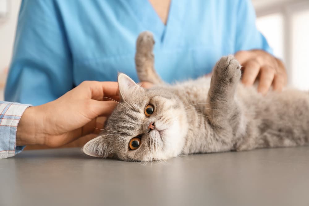 Veterinarian examining cat belly
