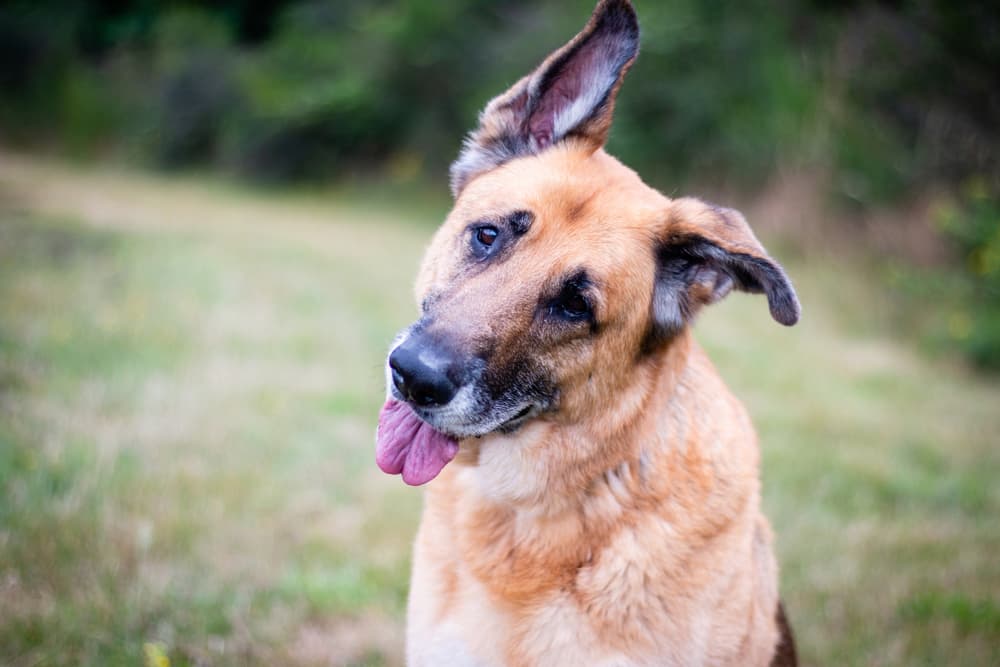 German Shepherd tilting head