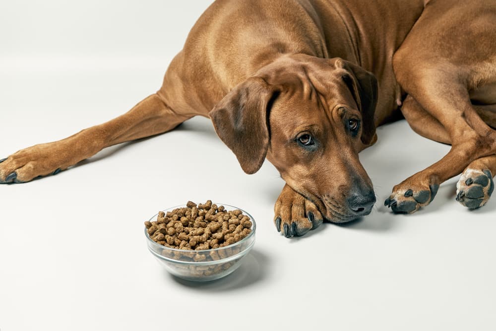 Large dog not eating food
