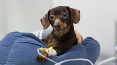 How Robotic Technology Is Revolutionizing Cancer Treatment for Pets