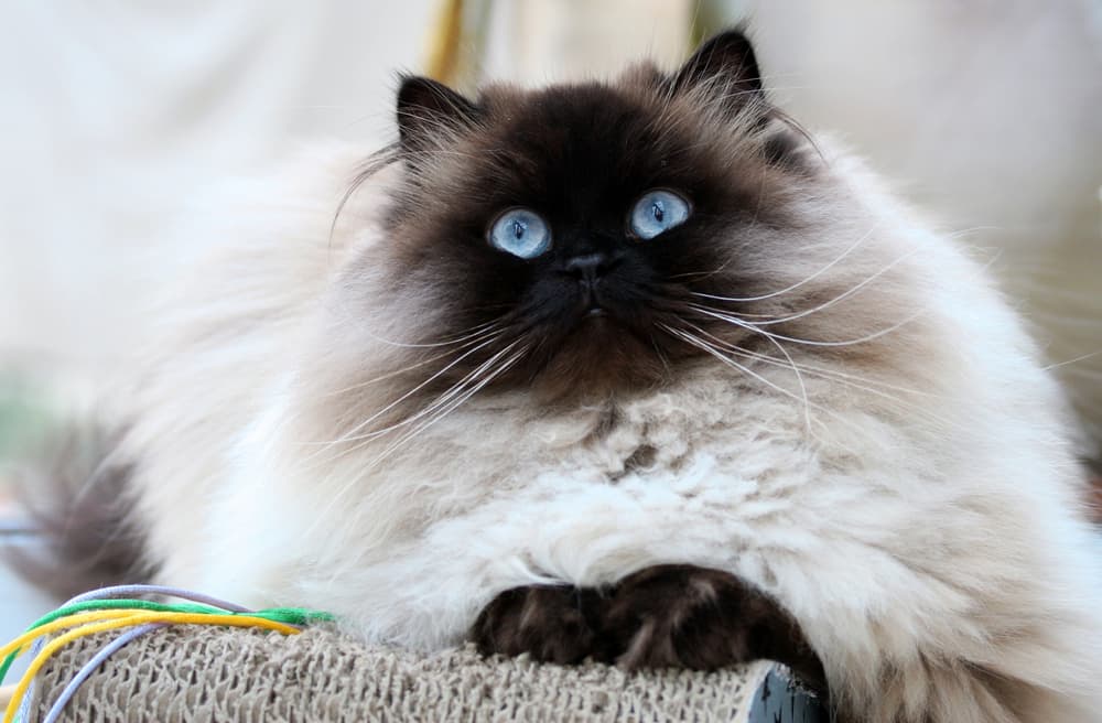 Himalayan cat