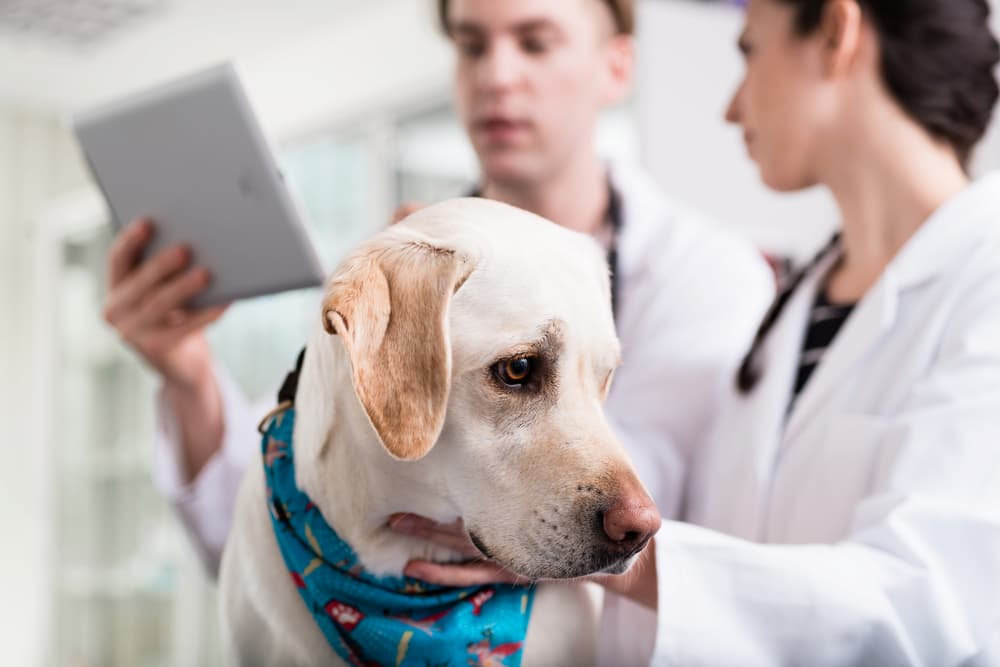 Dog getting examined by veterinarian