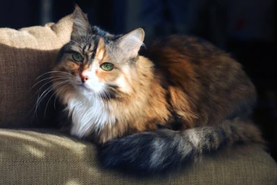 Arthritis in Cats: Signs, Causes, and Management