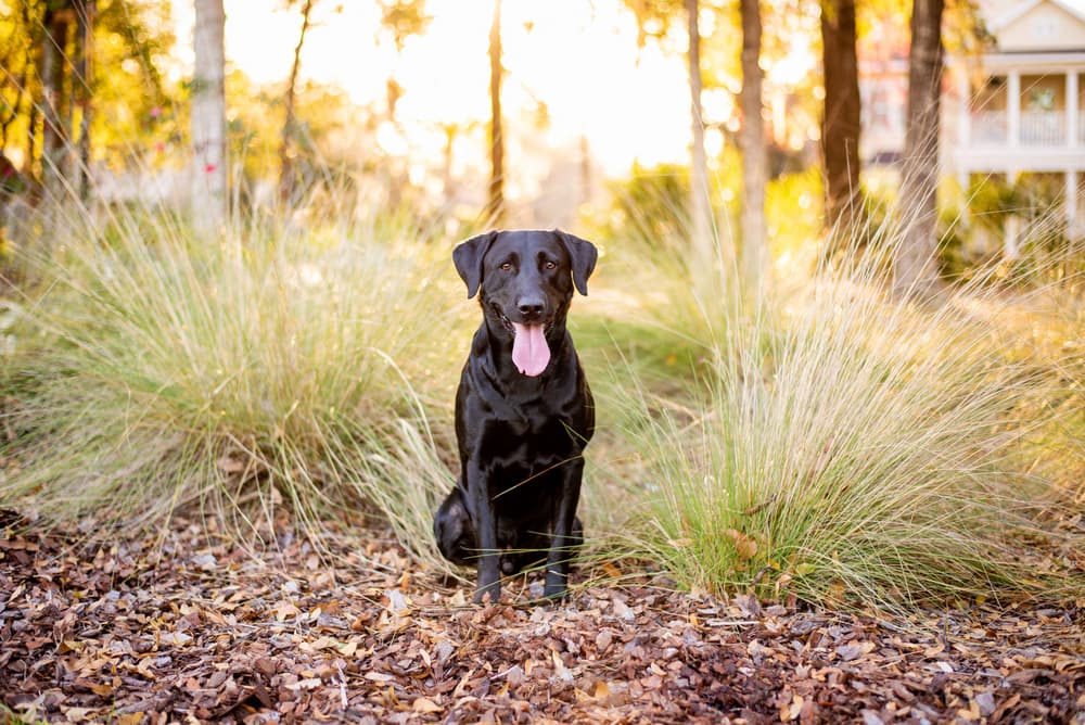 Black labrador dog outdoors in flower bed
