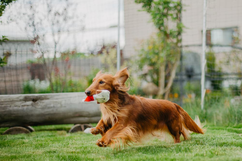 Long-haired Dachshund plays with toy