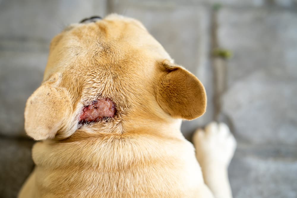 hot spot on dog's head
