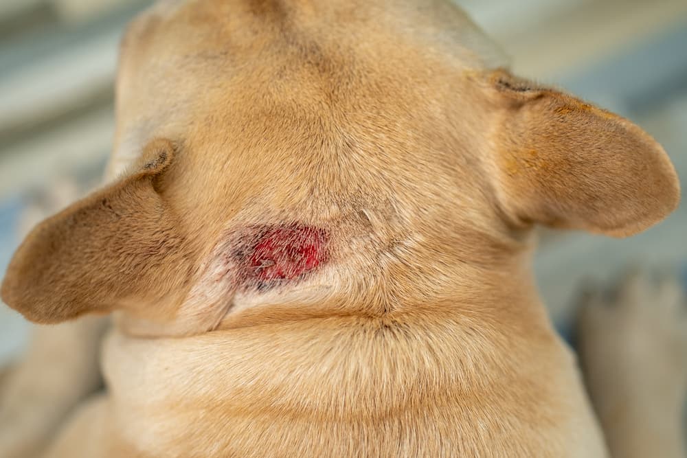 Hot spot on dog's head