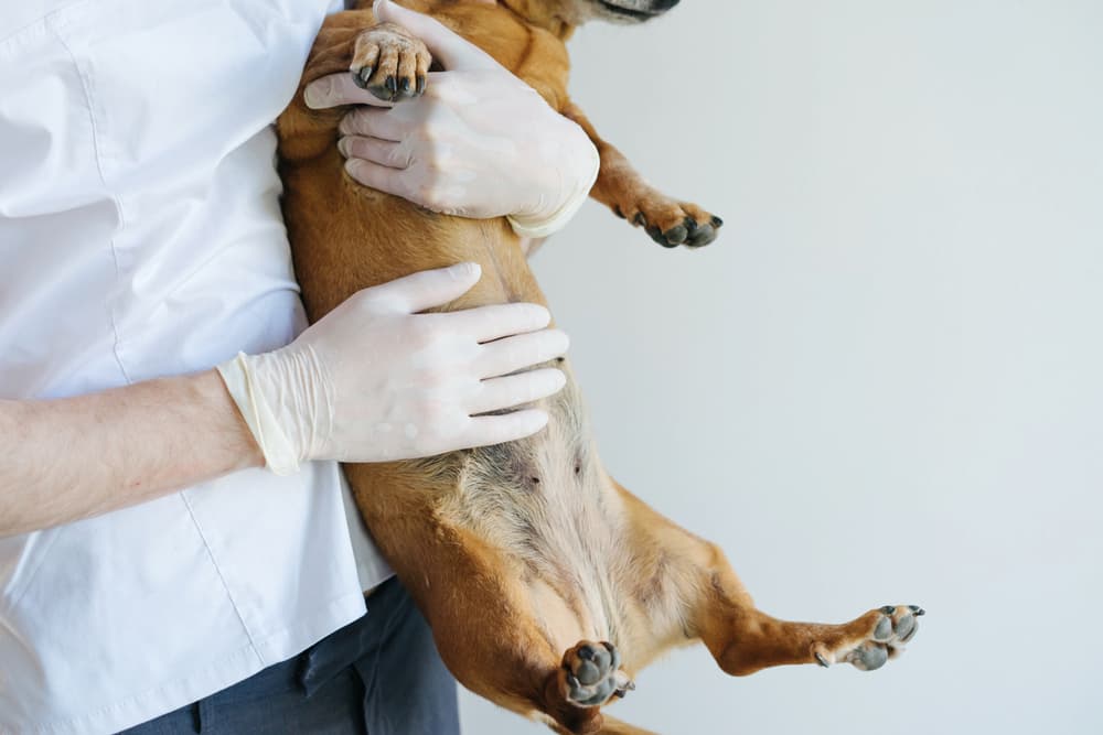 Veterinarian holding dog