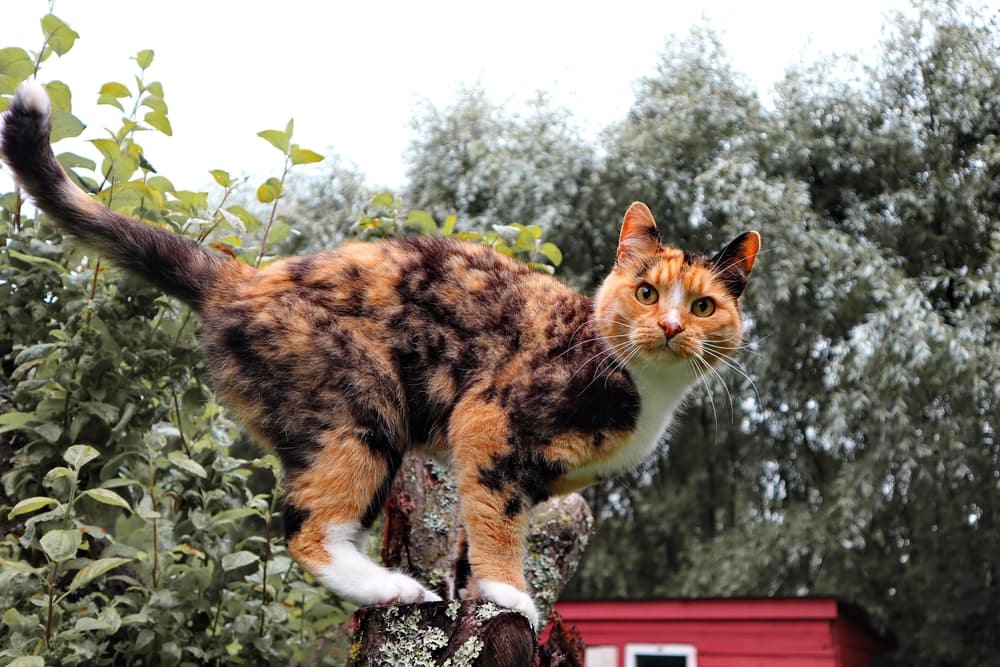 Calico cat outdoors