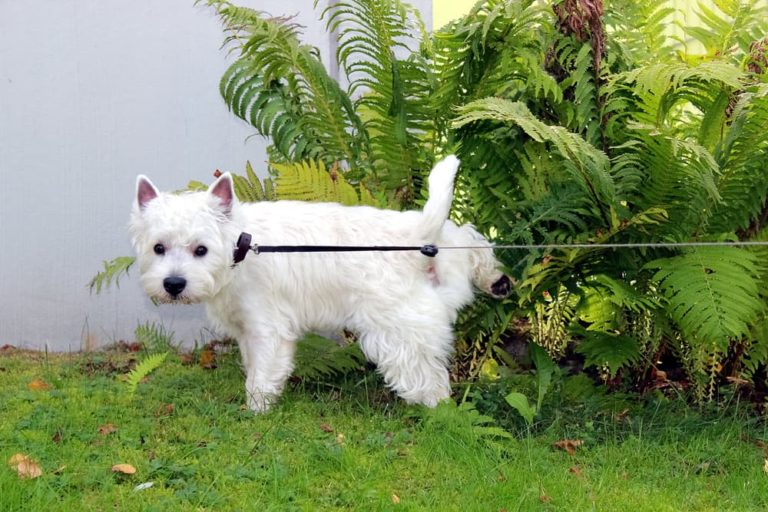 White Highland Terrier straining to urinate