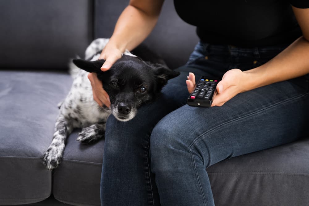 Dog watching TV