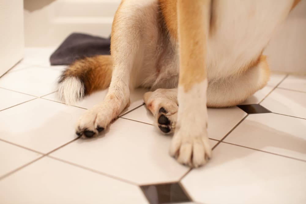 Hot spot on dog's foot