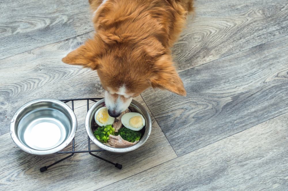 Dog eating fresh food