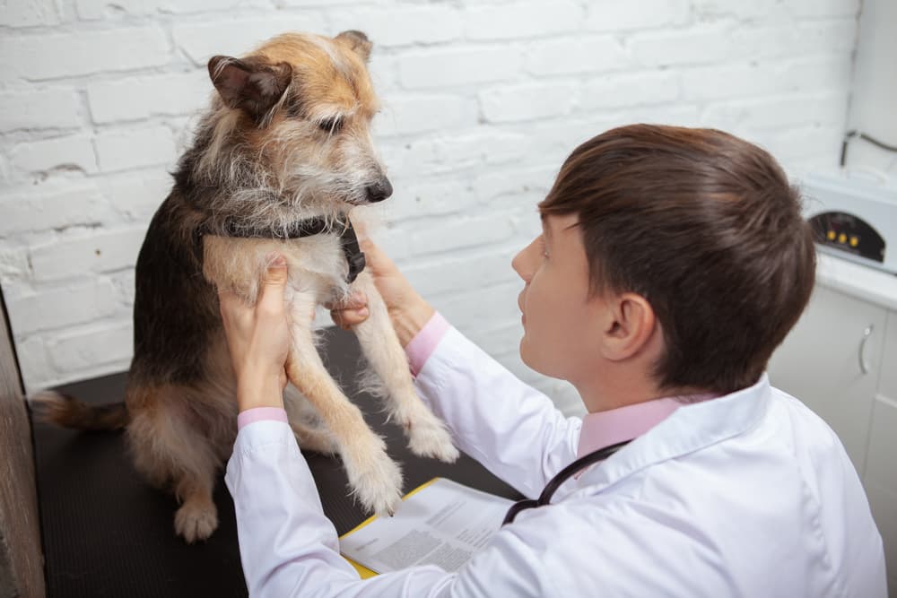 Veterinarian feeling dog's joints