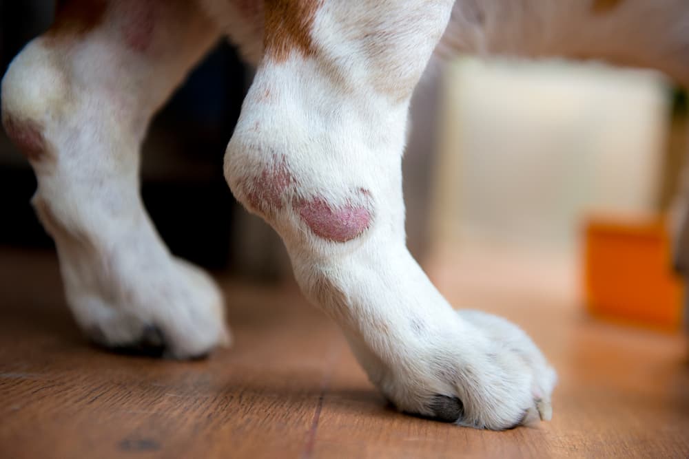 Hot spot on dog's leg