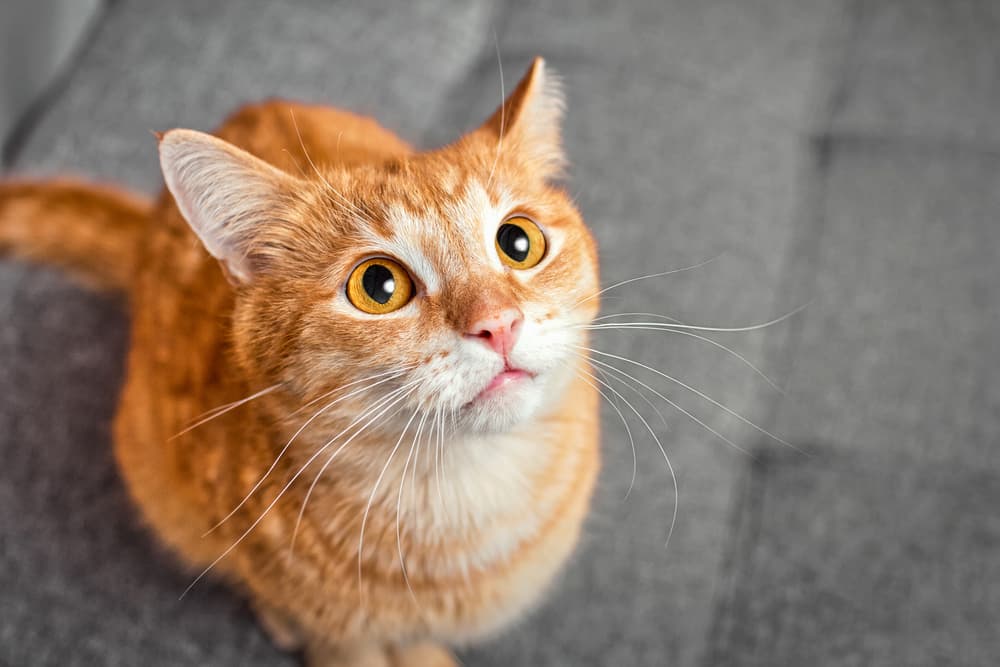 Cat looks up at owner